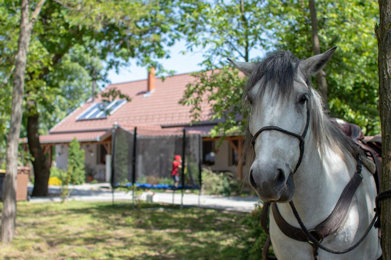 Toelgyfa Vendeghaz Hotel Кишкьорьош Екстериор снимка